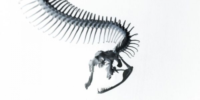 Image by Samuel Zeller